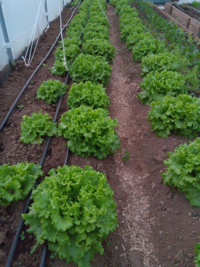Appartamento Casa L&M Lajes das Flores Esterno foto
