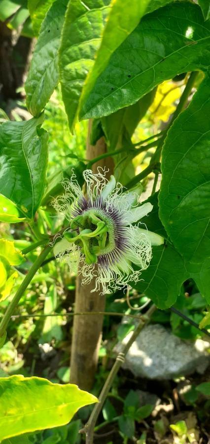 Appartamento Casa L&M Lajes das Flores Esterno foto