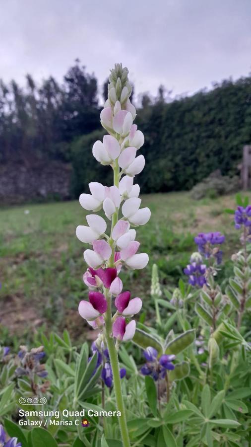 Appartamento Casa L&M Lajes das Flores Esterno foto
