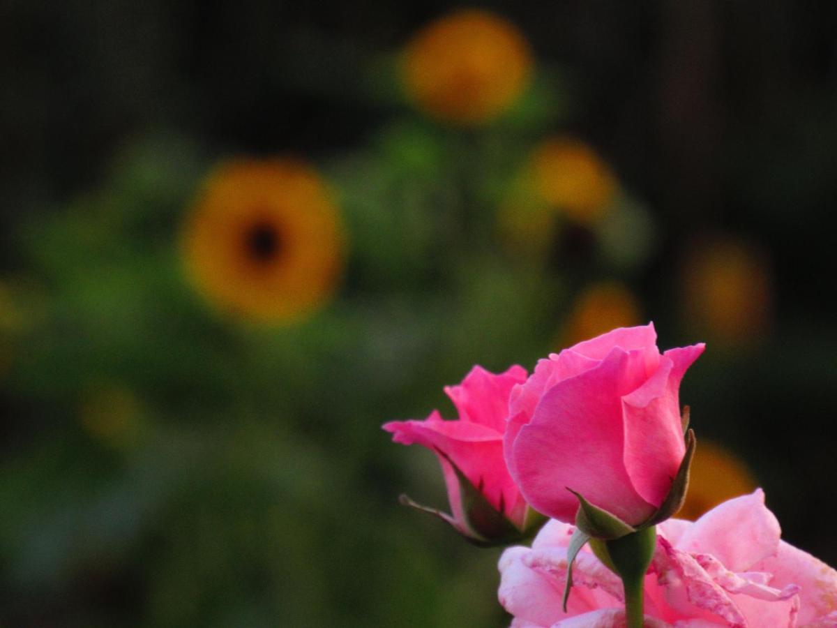 Appartamento Casa L&M Lajes das Flores Esterno foto