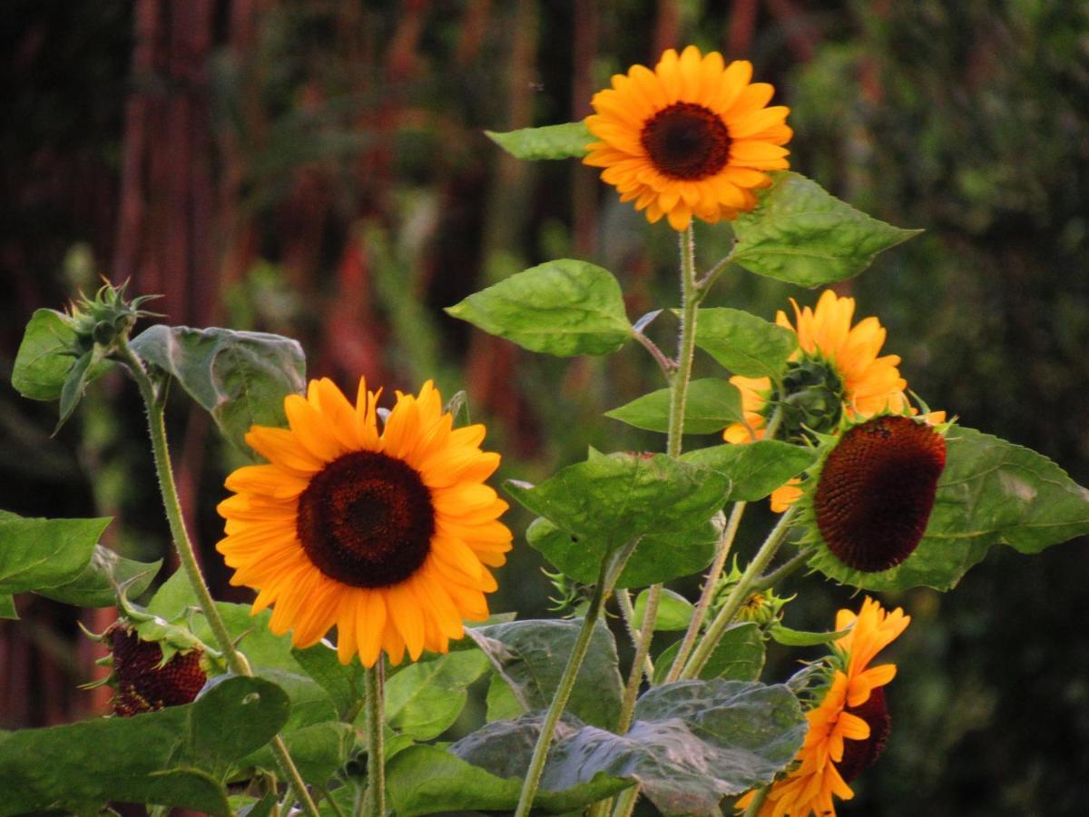 Appartamento Casa L&M Lajes das Flores Esterno foto